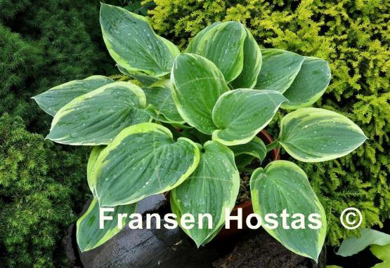 Hosta Malabar